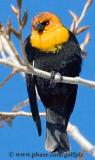 Yellow-headed Blackbird