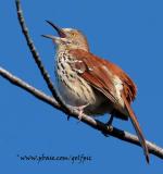 Brown Thrasher