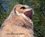 Juvenile Great Horned Owl -  I have watched them swallow a rabbit whole