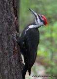 Pileated Woodpecker