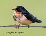 Barn Swallow