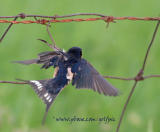 Barn Swallow caught on fence and flapping its free wing.