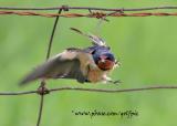Barn Swallow tries in vain to get free