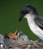 Eastern Kingbird prepares to feed a Damselfly to young