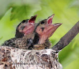 Baby Brown Cowbirds begging for food from inside a Red-eyed Vireo nest