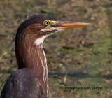 Green Heron close-up