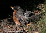 Robin looking for more shade.  Its tail feathers are spread and its back feathers are lifted up.