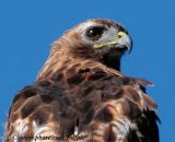 Red-tailed Hawk close-up
