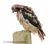 Red-tailed Hawk groomimg