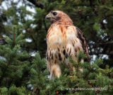Red-tailed Hawk returns