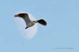 Black-crowned Night Heron and Moon