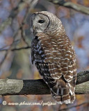 Barred Owl