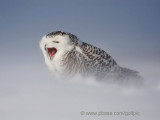 Snowy Owl