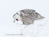 Snowy Owl coughs up pellet