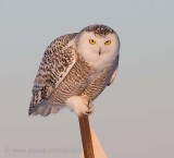 Snowy Owl