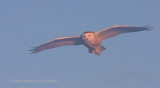 Snowy Owl