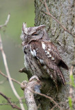 Eastern Screech Owl (gray phase)
