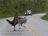 Wild Turkeys greet visitors at Point Pelee National Park