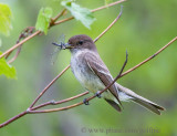 Eastern Phoebe with dragonfly