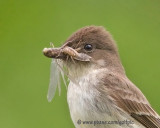 Eastern Phoebe with insect