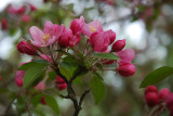 Apple blossoms II