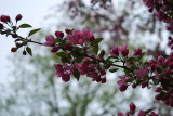 Apple blossoms III