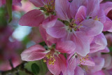 Apple blossoms IV