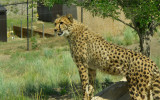Cheetah at Animal Ark, Reno Nv  Phyl.JPG