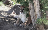 Lion2 at Animal Ark, Reno Nv  Zach.JPG