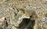 Wild Coyote in Death Valley2 Tom.jpg