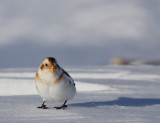 bruant des neiges / Snow Bunting