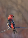 durbec des sapins / Pine Grosbeak