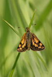 chiquier / Arctic skipper / Carterocephalus palaemon mandan