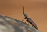 taupin / Click beetle