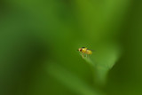 Agromyzide / Leaf-miner Fly