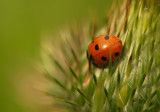 coccinelle  sept points / Sevenspotted Lady Beetle / Coccinella septempunctata