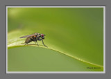 mouche aux yeux rouges