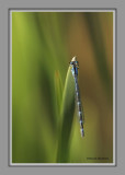 demoiselle / damselfly