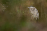 grand hron / Great Blue Heron