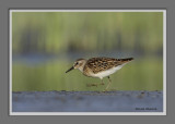 bcasseau minuscule / Least Sandpiper