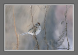 bruant hudsonien / American Tree Sparrow