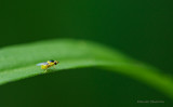 agromyzide / Leaf-miner Fly