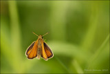 hesprie des gramines / European Skipper / Thymelicus lineola