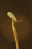 chrysope  oeil dor / Golden-eye lacewing / Crysopa oculata