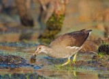 Gallinule