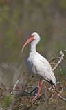 White Ibis