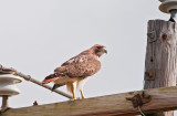 Red Tailed Hawk