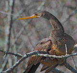 Anhinga
