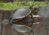 Lake Martin Turtles