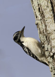 Ladder-Backed Woodpecker